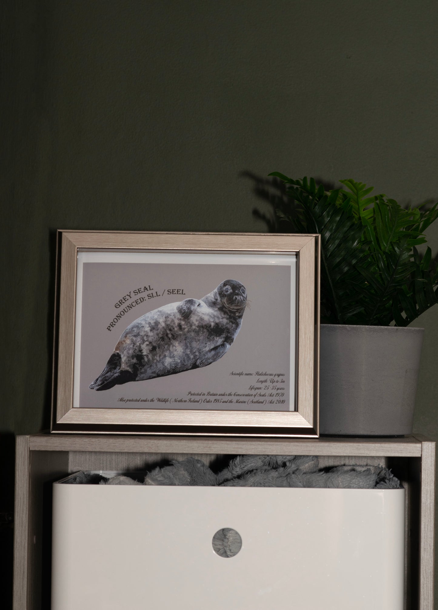 Grey Seal Glossy Print