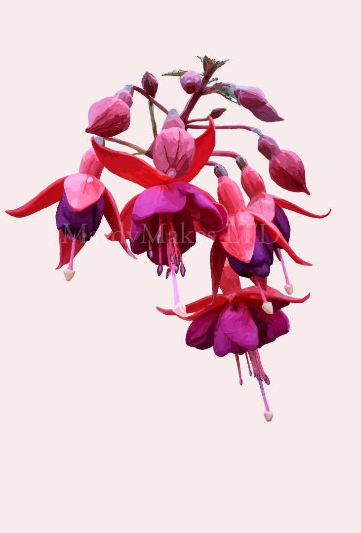 Fuchsia - Digital Painting