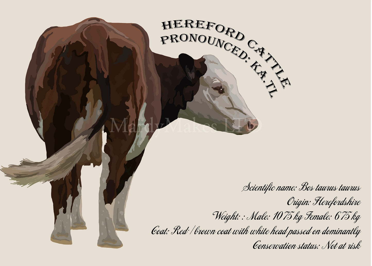 Hereford Cattle Glossy Print