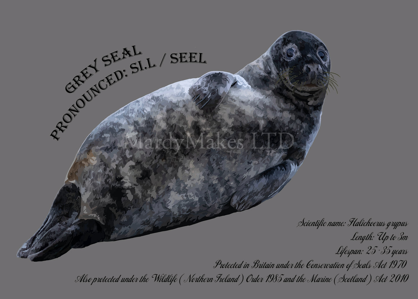 Grey Seal Glossy Print