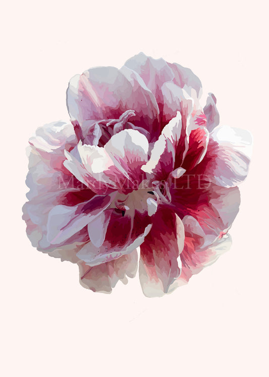 Didiers Tulip - Digital Painting