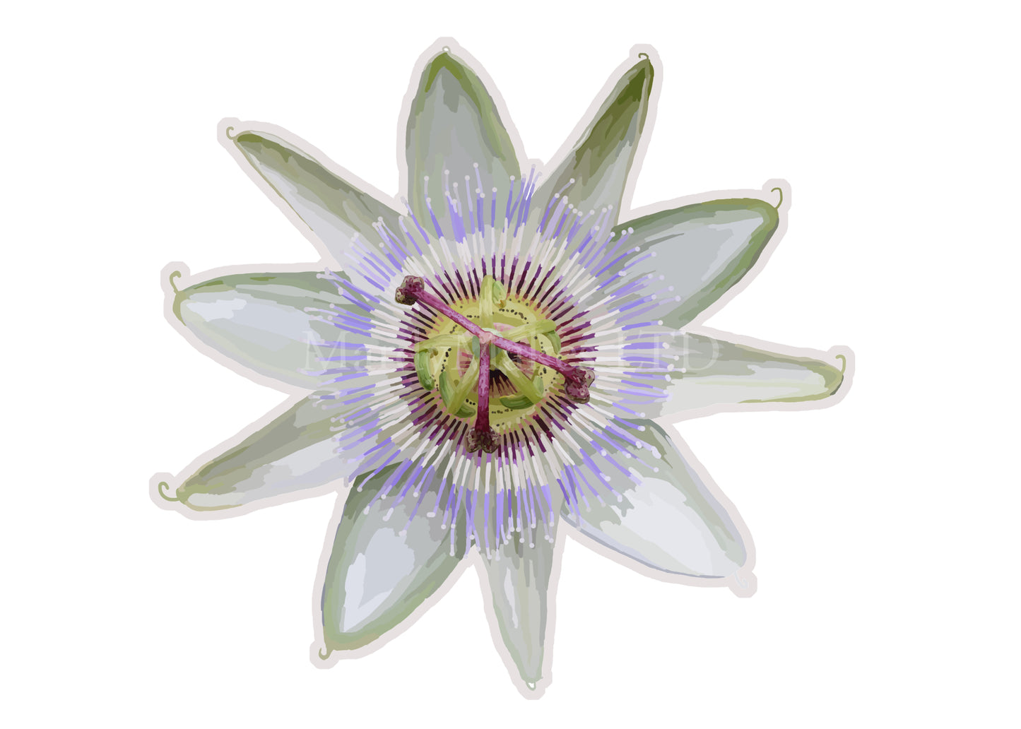 Passion Flower - Digital Painting