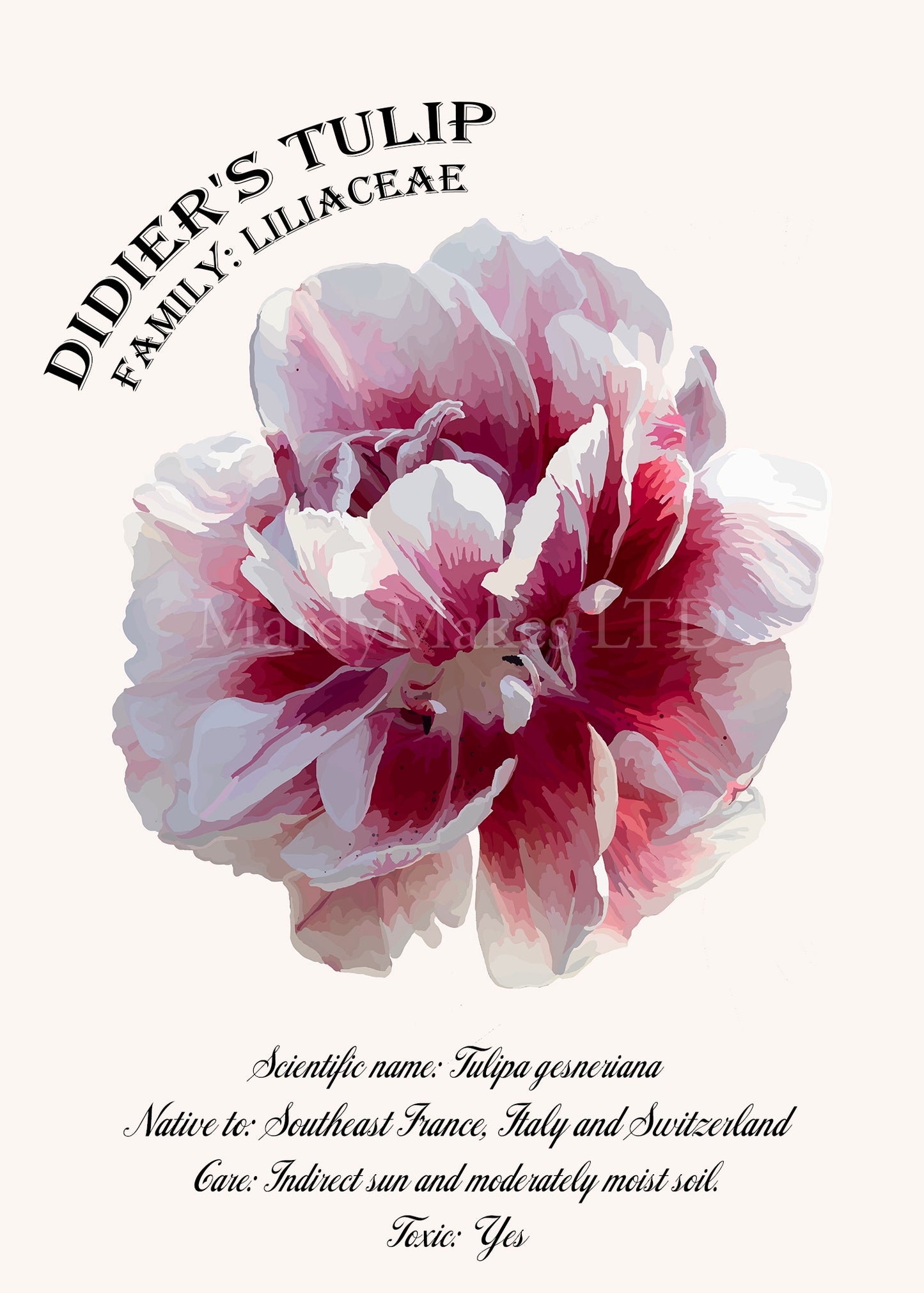 Didiers Tulip Glossy Print