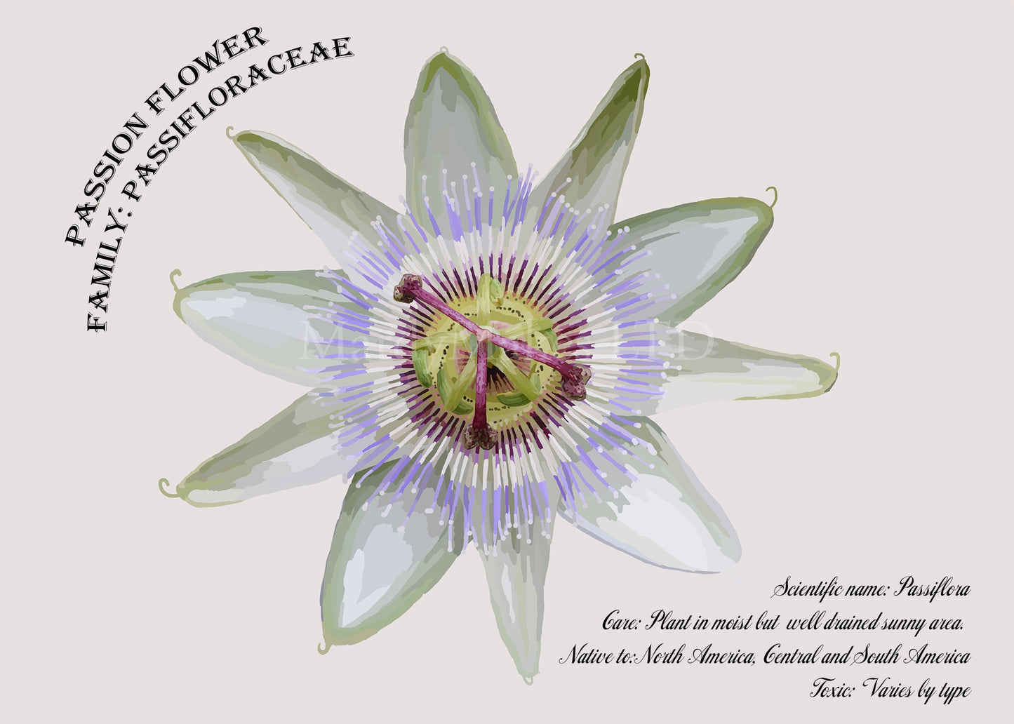 Passion Flower Glossy Print